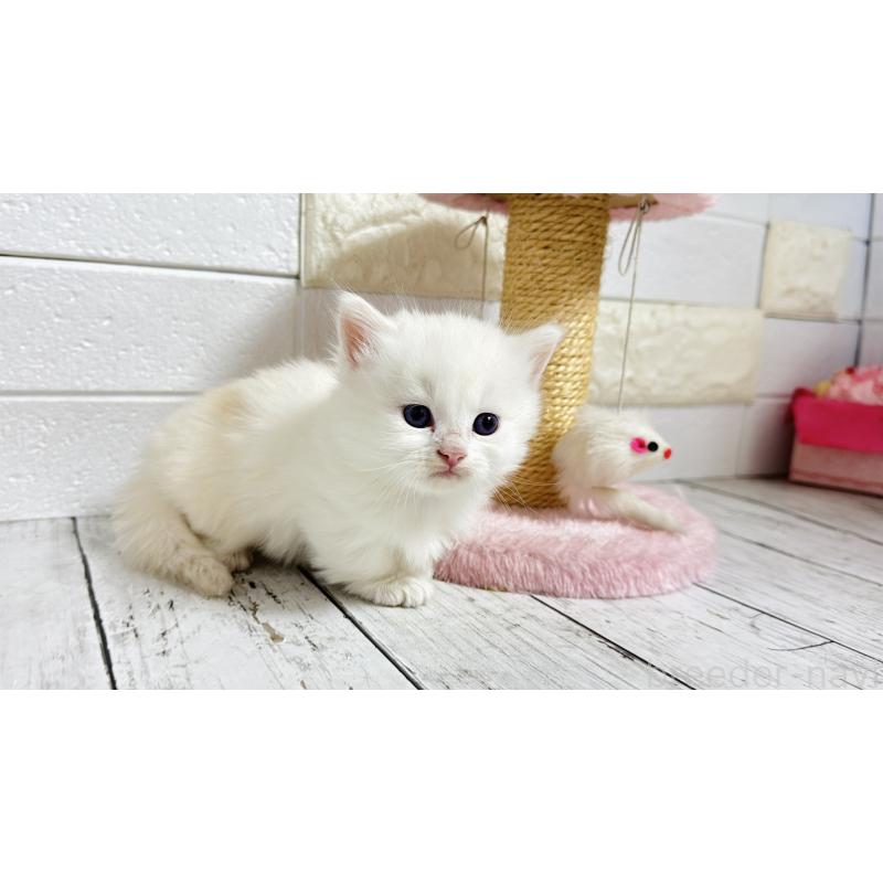 販売中の埼玉県のミヌエット(短足)-130803の4枚目