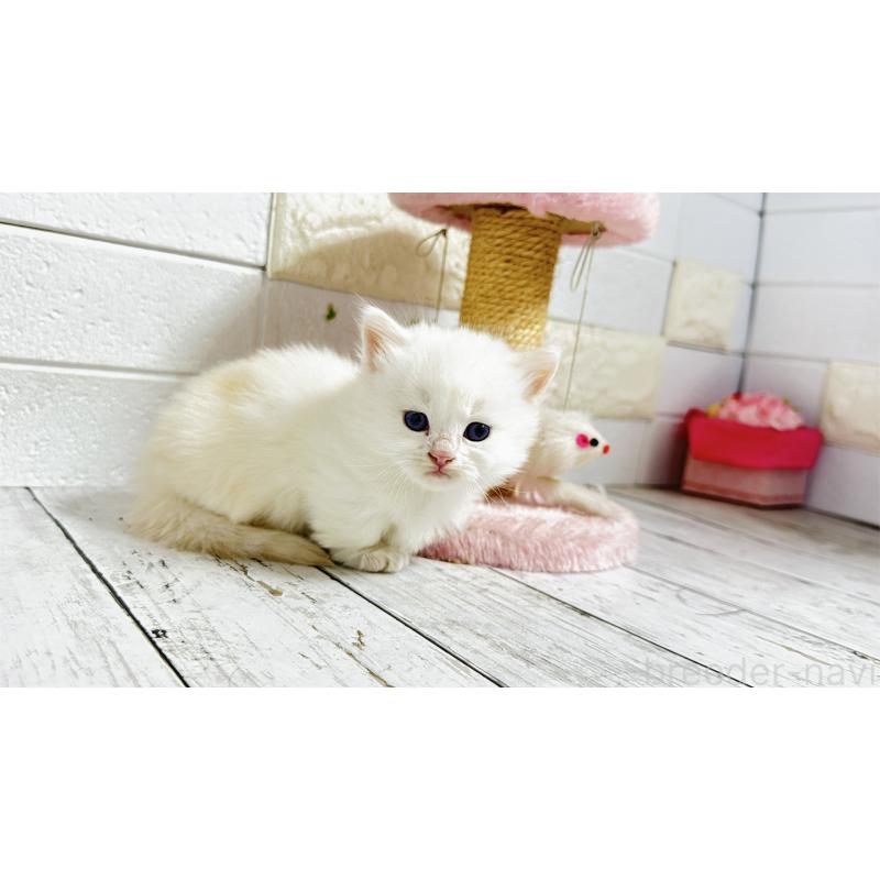 販売中の埼玉県のミヌエット(短足)-130803の3枚目