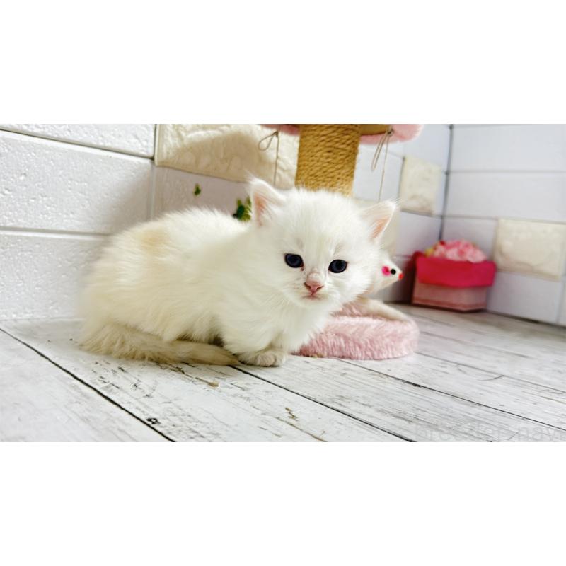 販売中の埼玉県のミヌエット(短足)-130803の2枚目