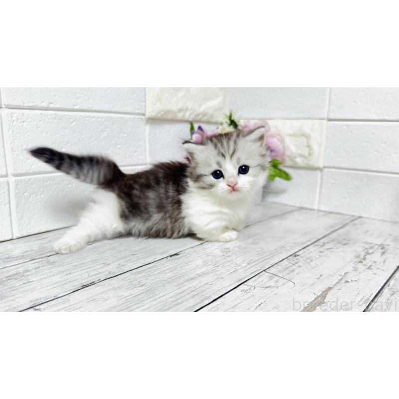 販売中の埼玉県のミヌエット(短足)-130805