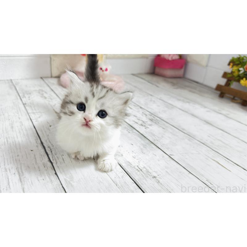 販売中の埼玉県のミヌエット(短足)-130805の17枚目