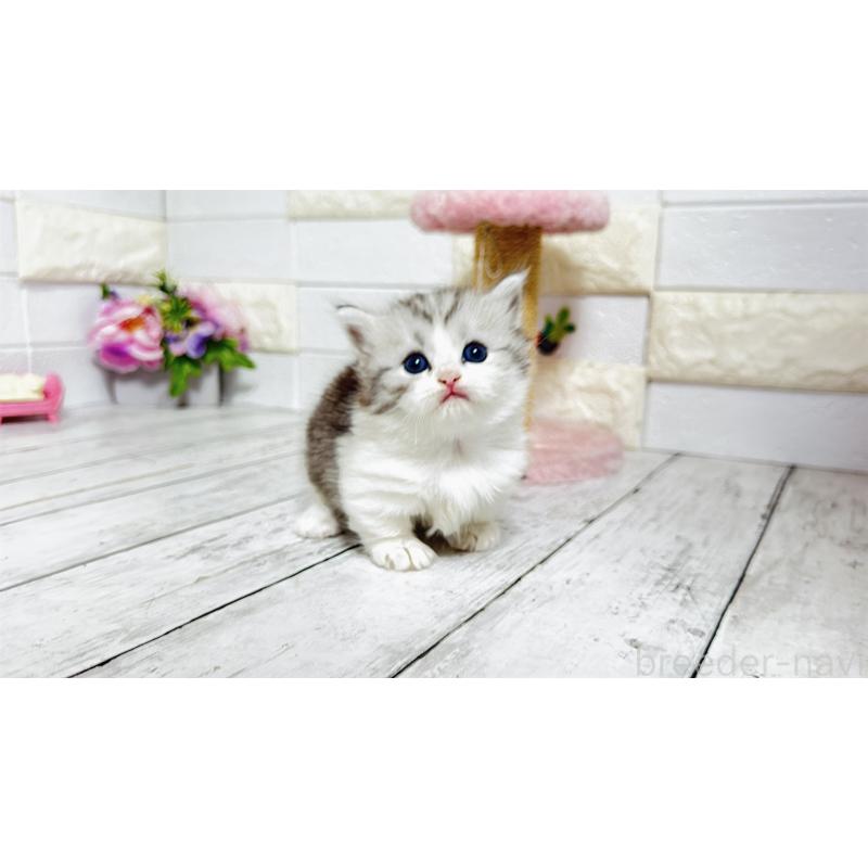 販売中の埼玉県のミヌエット(短足)-130805の16枚目