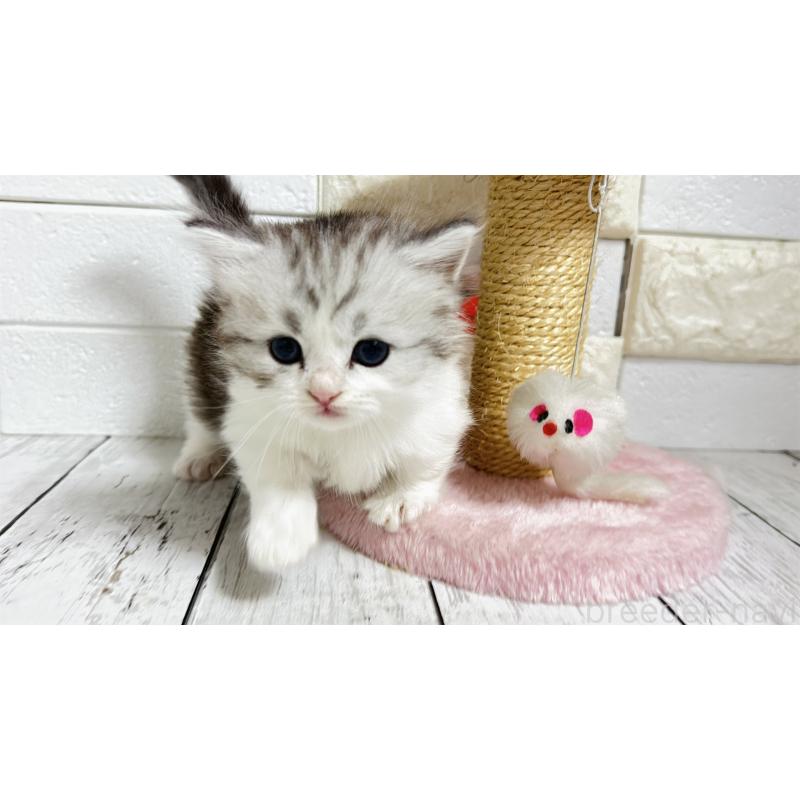 販売中の埼玉県のミヌエット(短足)-130805の15枚目