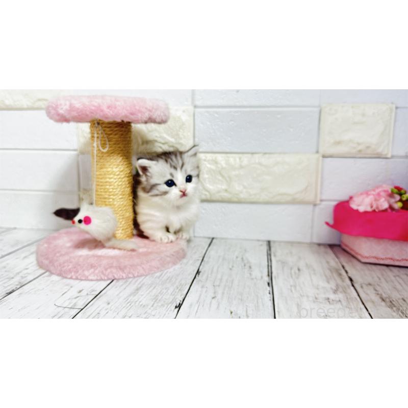 販売中の埼玉県のミヌエット(短足)-130805の14枚目