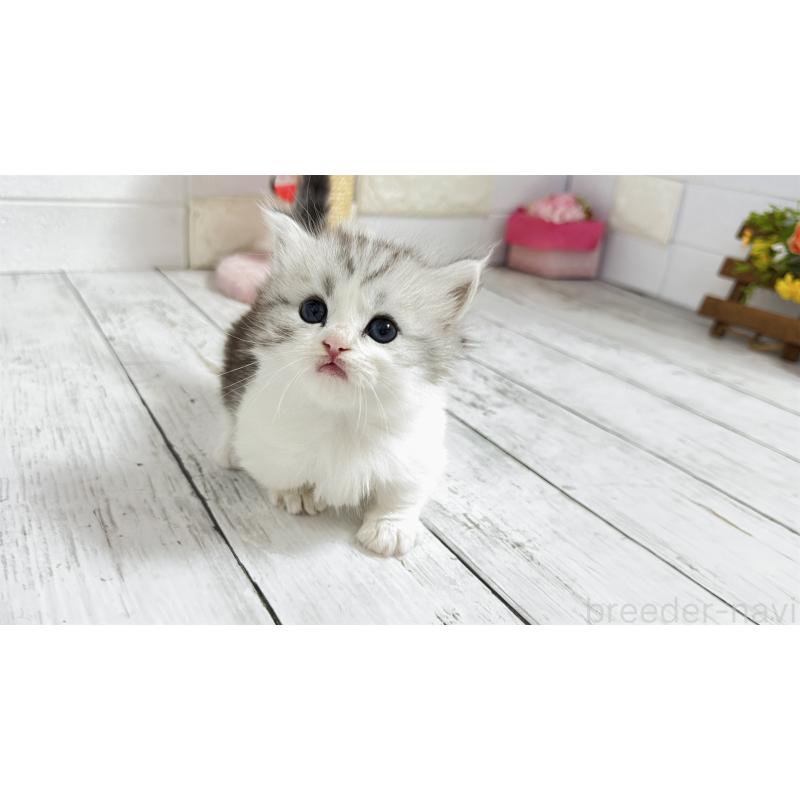 販売中の埼玉県のミヌエット(短足)-130805の13枚目