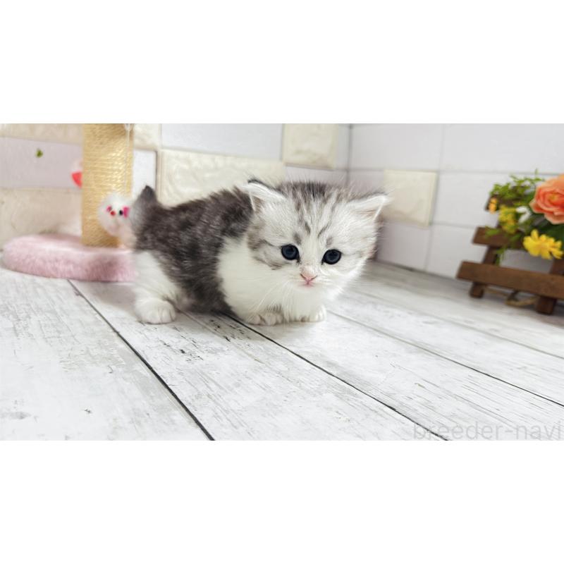 販売中の埼玉県のミヌエット(短足)-130805の12枚目