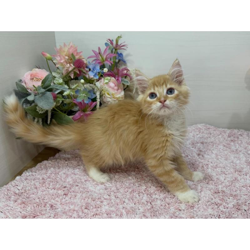 販売中の東京都のラガマフィン-130804の4枚目