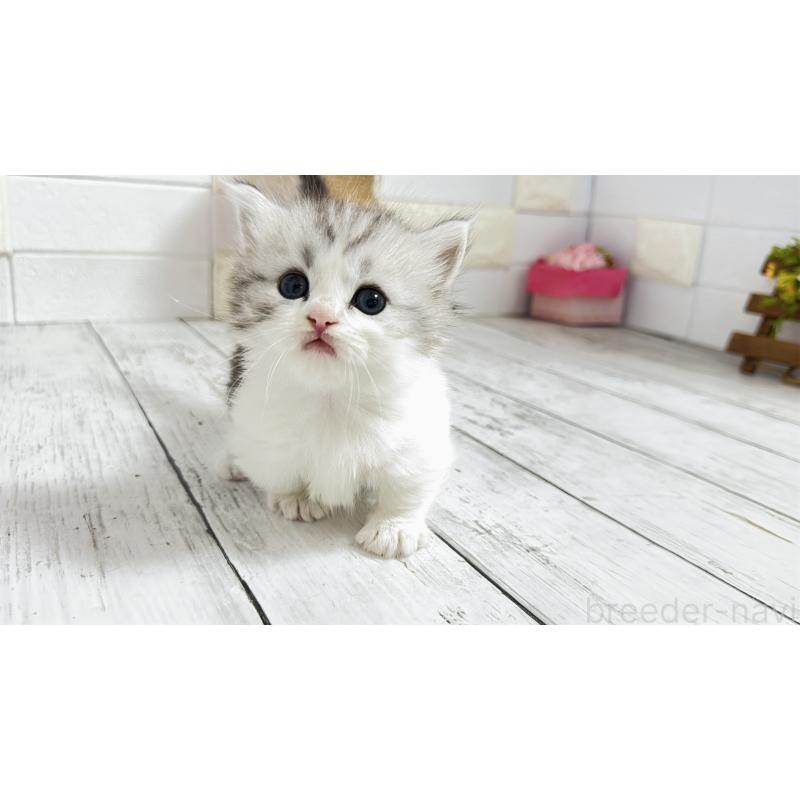 販売中の埼玉県のミヌエット(短足)-130805の11枚目