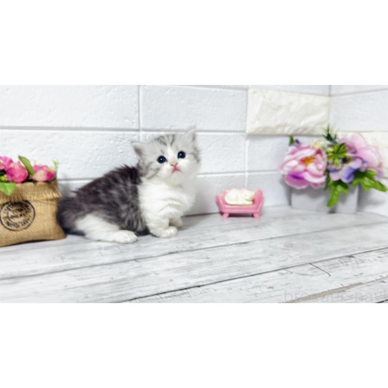 販売中の埼玉県のミヌエット(短足)-130805の10枚目