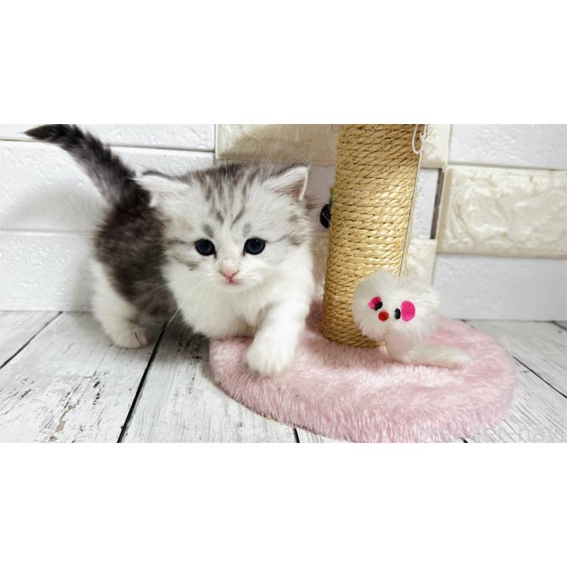 販売中の埼玉県のミヌエット(短足)-130805の9枚目