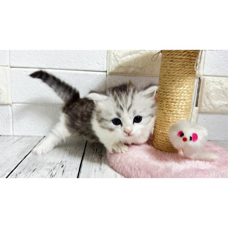 販売中の埼玉県のミヌエット(短足)-130805の8枚目