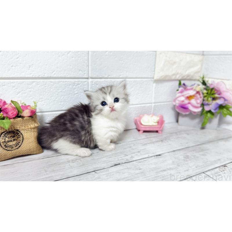 販売中の埼玉県のミヌエット(短足)-130805の6枚目