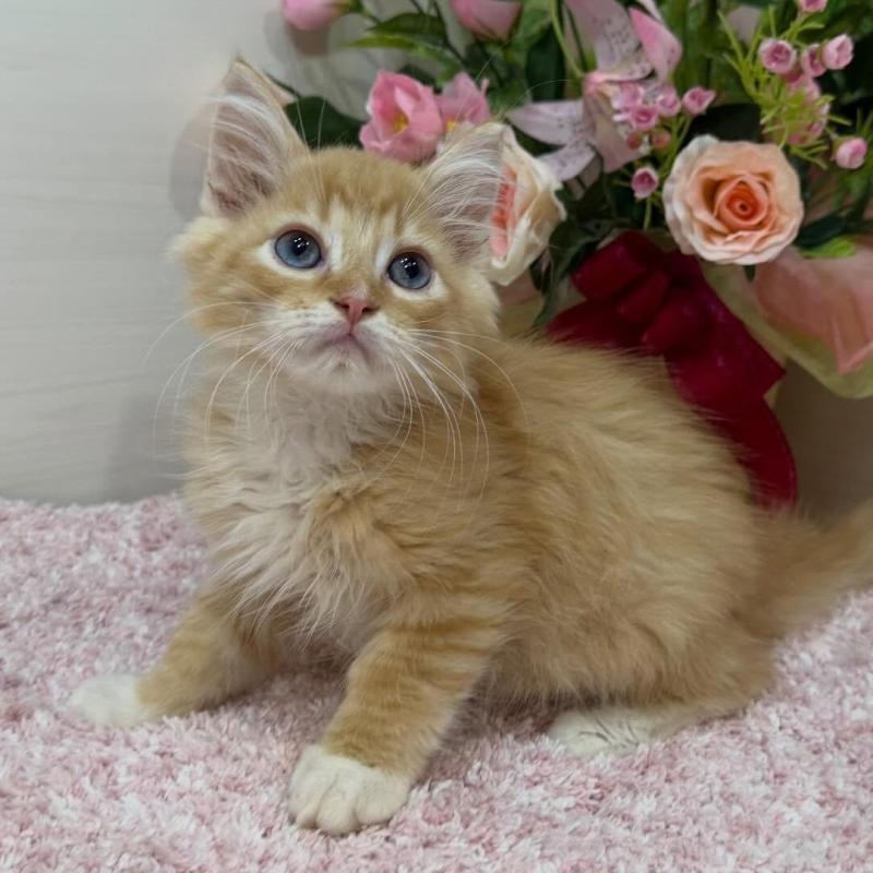 販売中の東京都のラガマフィン-130804の1枚目