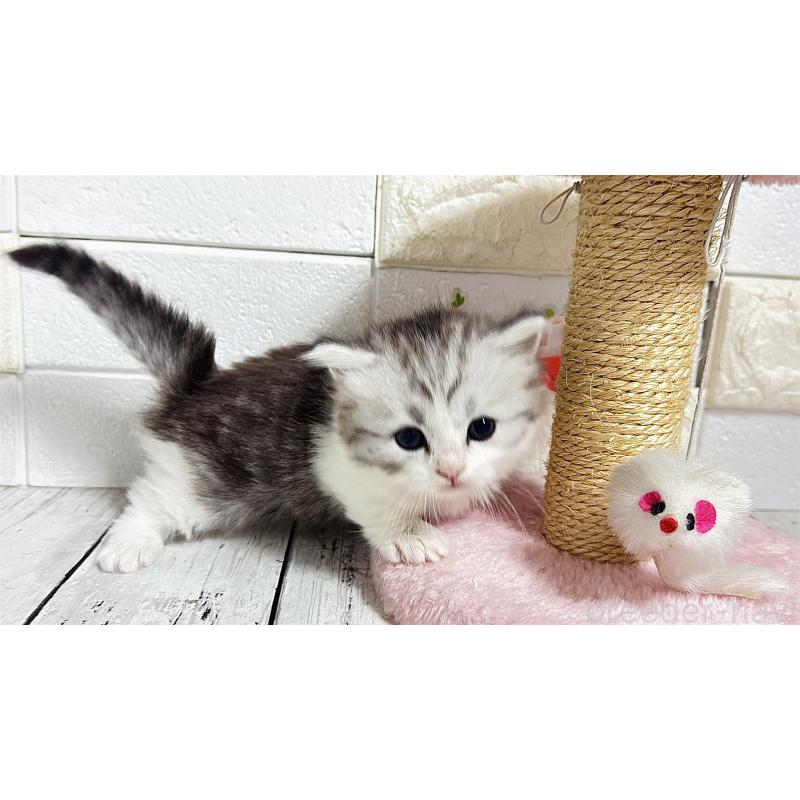 販売中の埼玉県のミヌエット(短足)-130805の5枚目