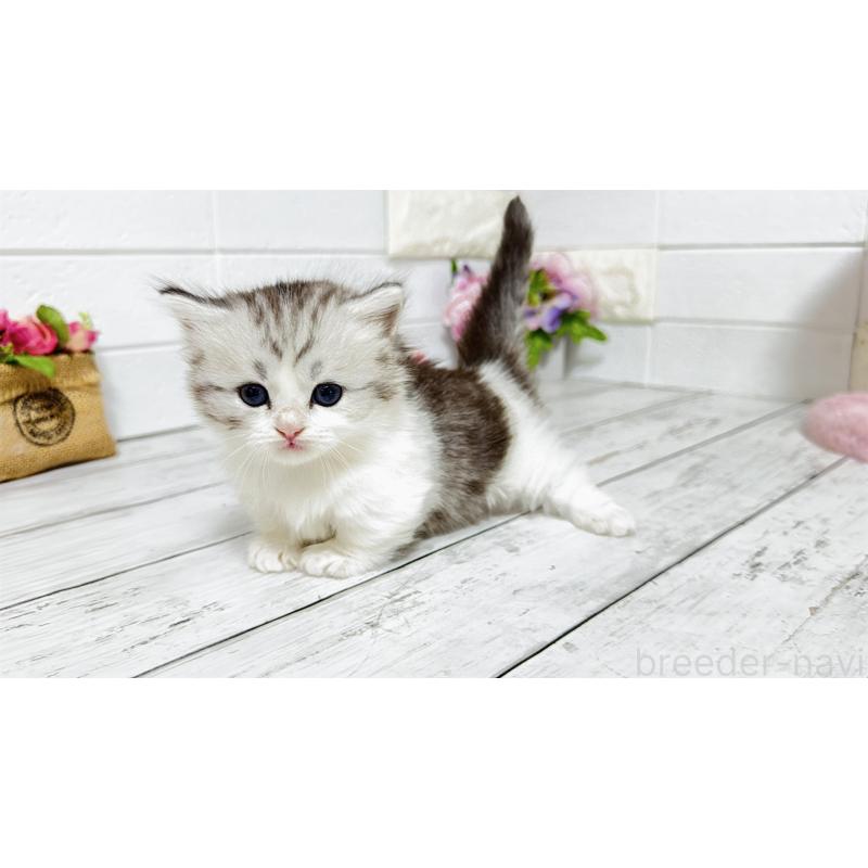 販売中の埼玉県のミヌエット(短足)-130805の4枚目