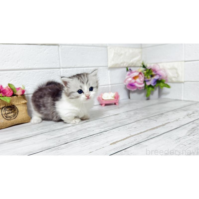 販売中の埼玉県のミヌエット(短足)-130805の3枚目