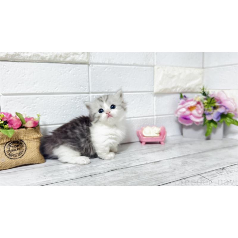 販売中の埼玉県のミヌエット(短足)-130805の2枚目