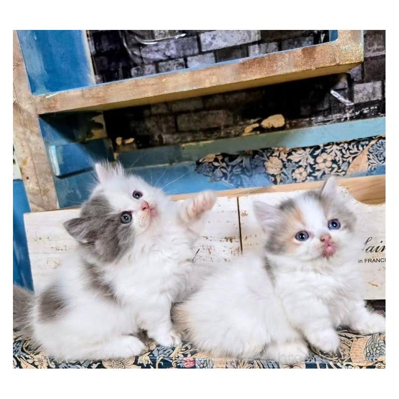 販売中の千葉県のミヌエット-130109の4枚目