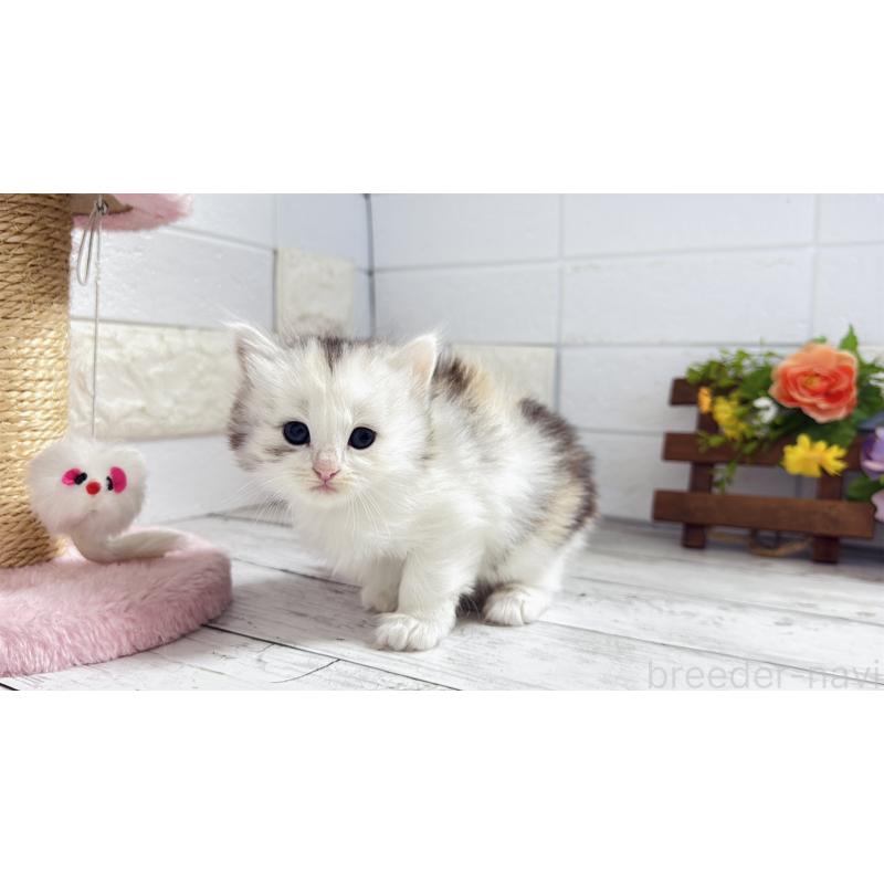 販売中の埼玉県のミヌエット-130807