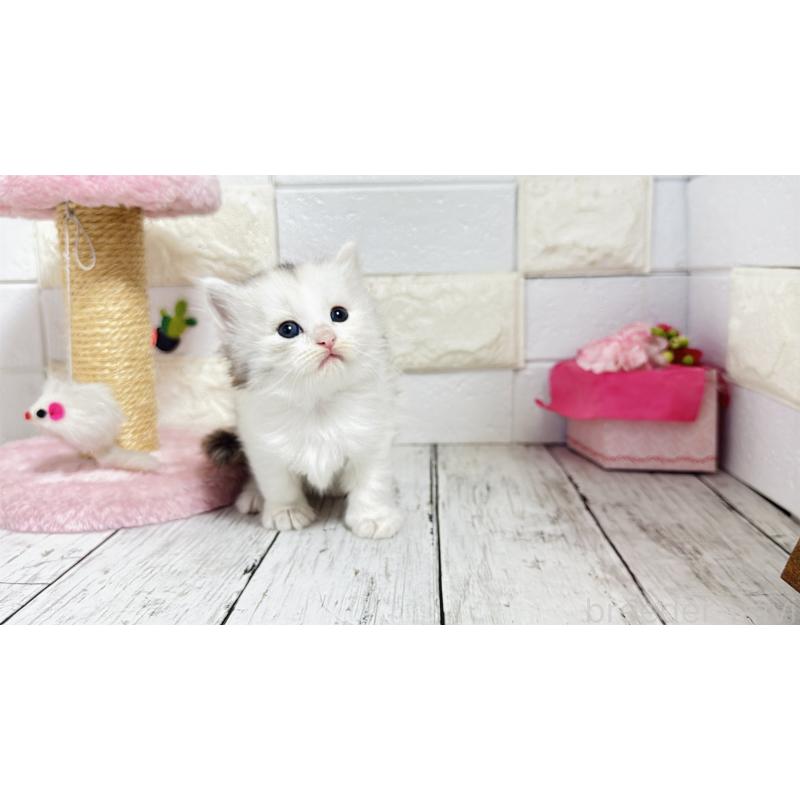 販売中の埼玉県のミヌエット-130807の15枚目