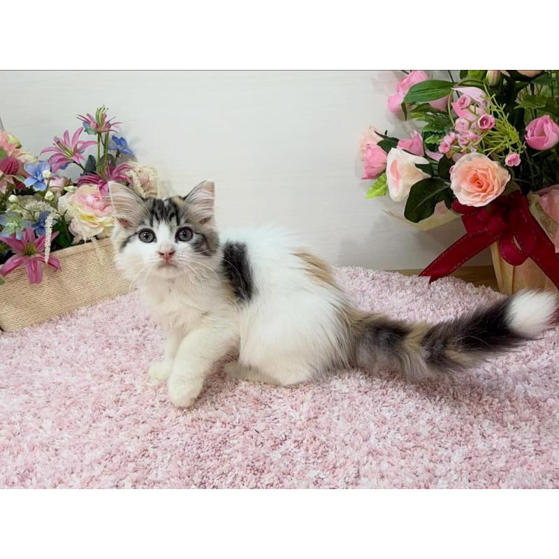 販売中の東京都のラガマフィン-130806の4枚目