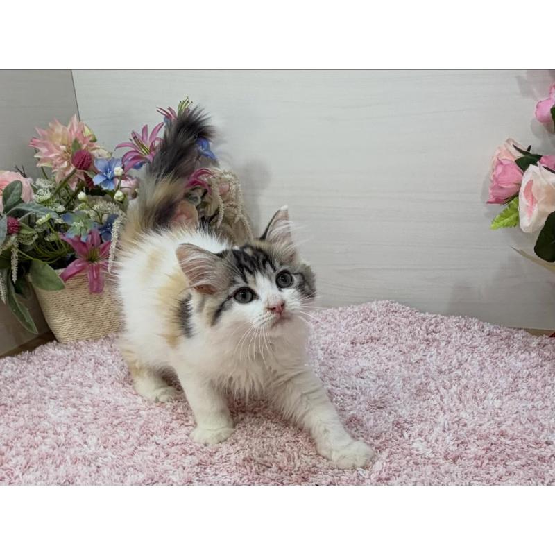 販売中の東京都のラガマフィン-130806の3枚目