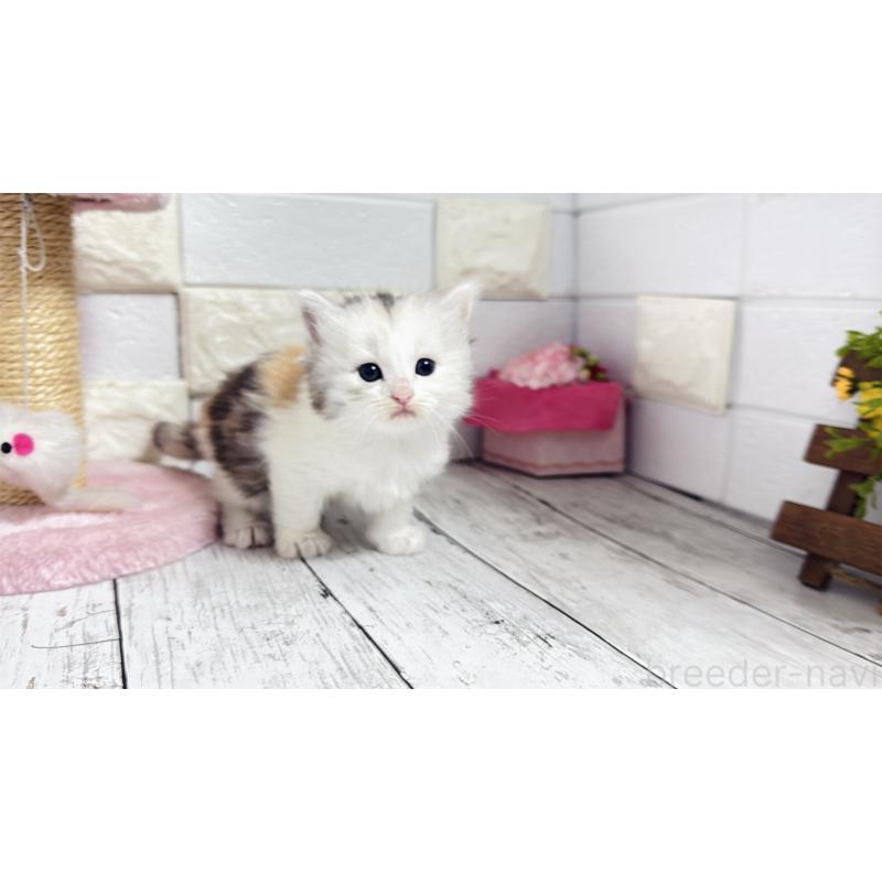 販売中の埼玉県のミヌエット-130807の14枚目