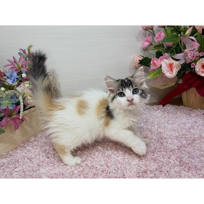 販売中の東京都のラガマフィン-130806の2枚目