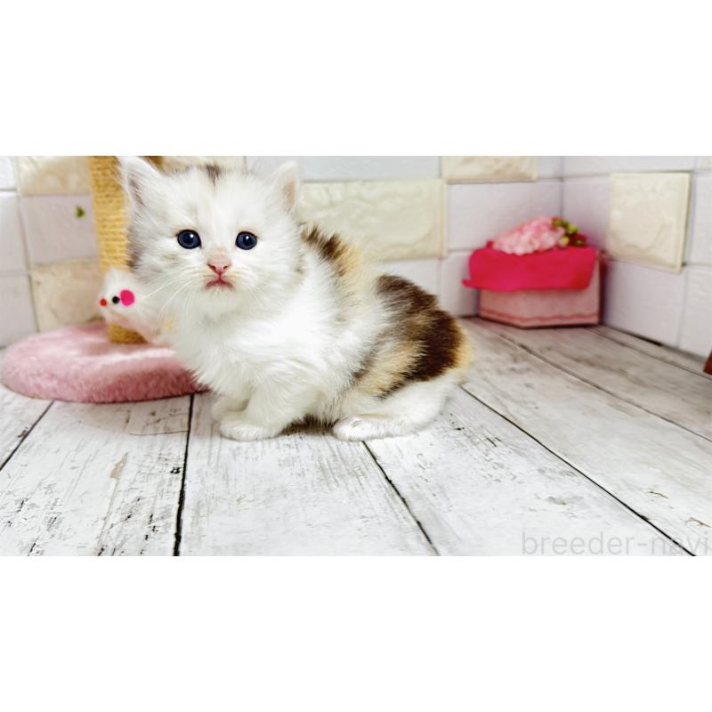 販売中の埼玉県のミヌエット-130807の13枚目