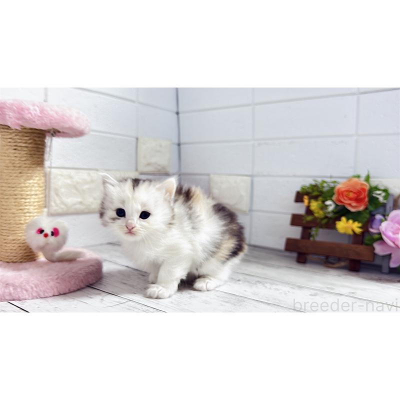 販売中の埼玉県のミヌエット-130807の12枚目