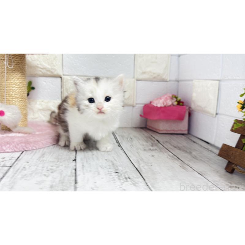 販売中の埼玉県のミヌエット-130807の11枚目