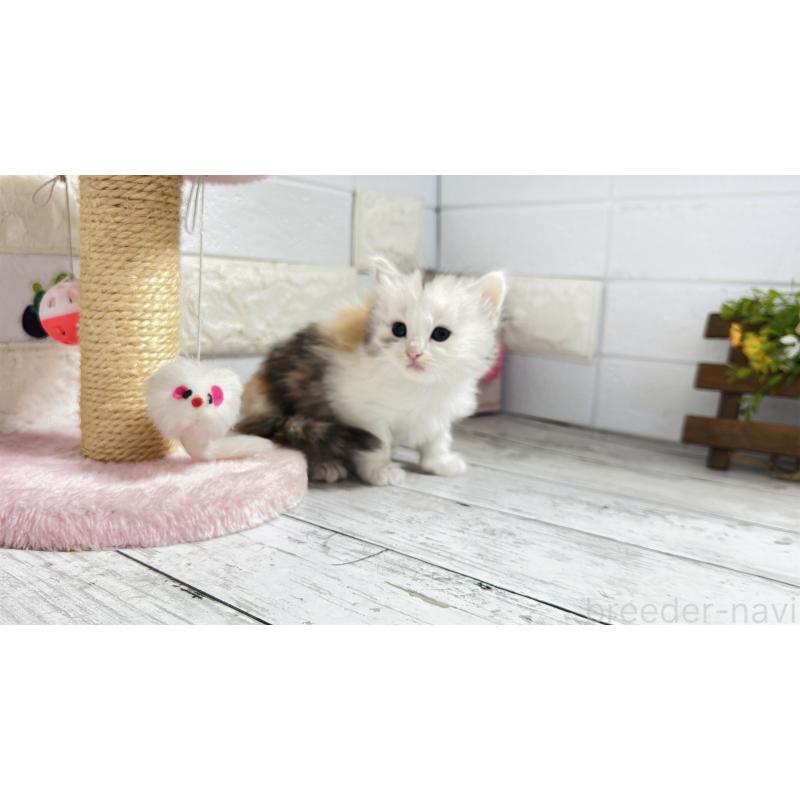 販売中の埼玉県のミヌエット-130807の10枚目