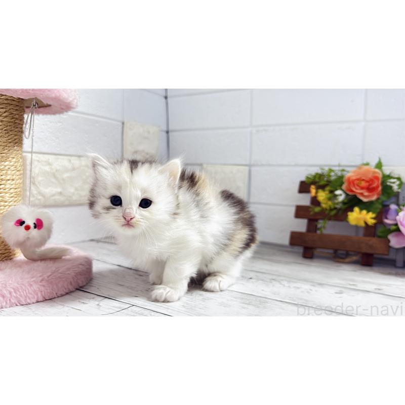 販売中の埼玉県のミヌエット-130807の9枚目