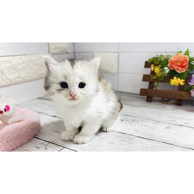 販売中の埼玉県のミヌエット-130807の8枚目