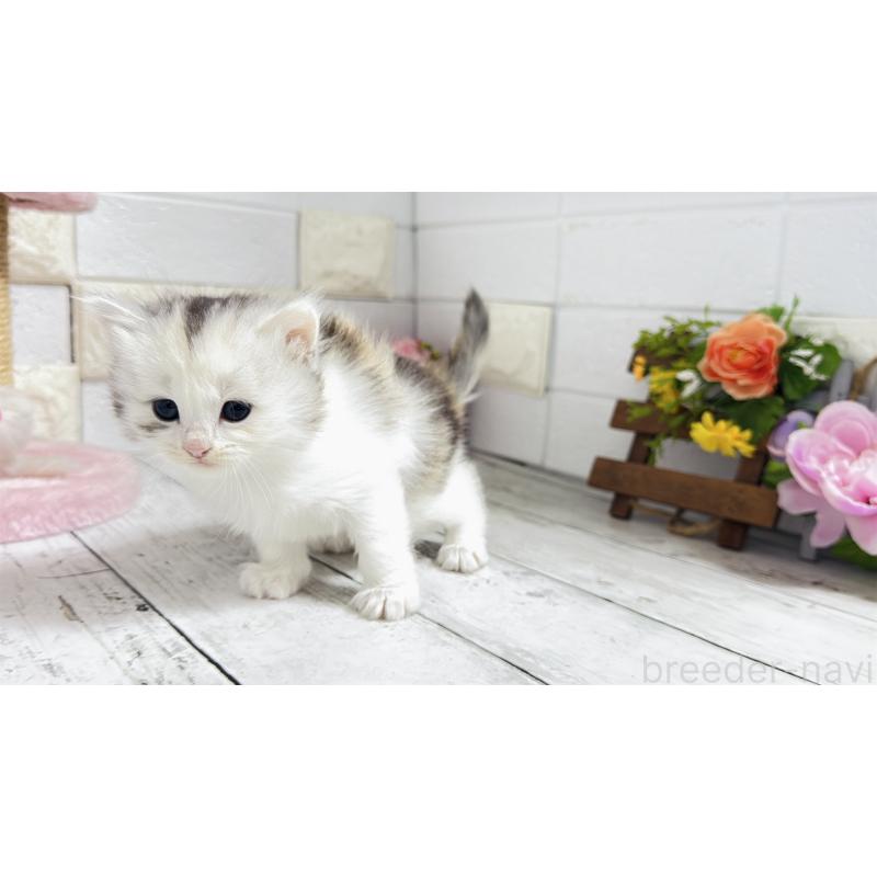 販売中の埼玉県のミヌエット-130807の7枚目