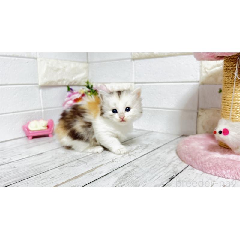 販売中の埼玉県のミヌエット-130807の6枚目