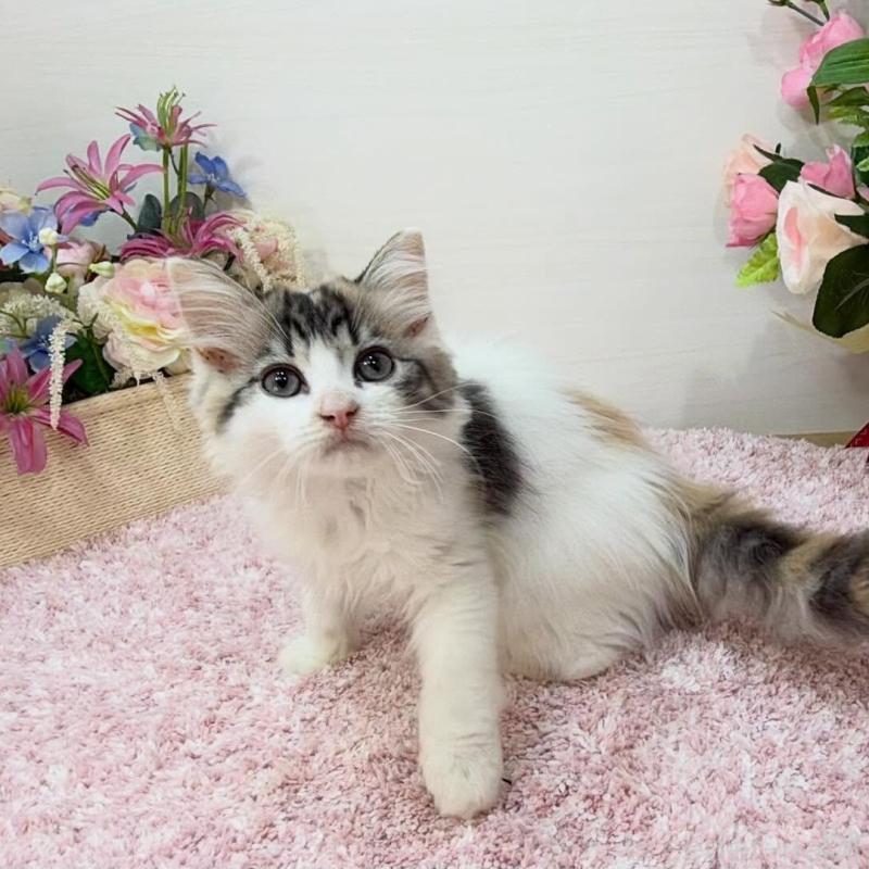 販売中の東京都のラガマフィン-130806