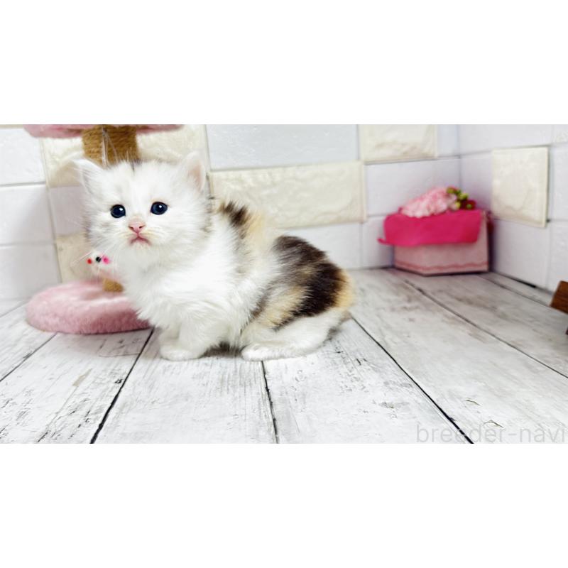 販売中の埼玉県のミヌエット-130807の5枚目