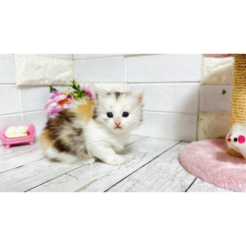 販売中の埼玉県のミヌエット-130807の4枚目