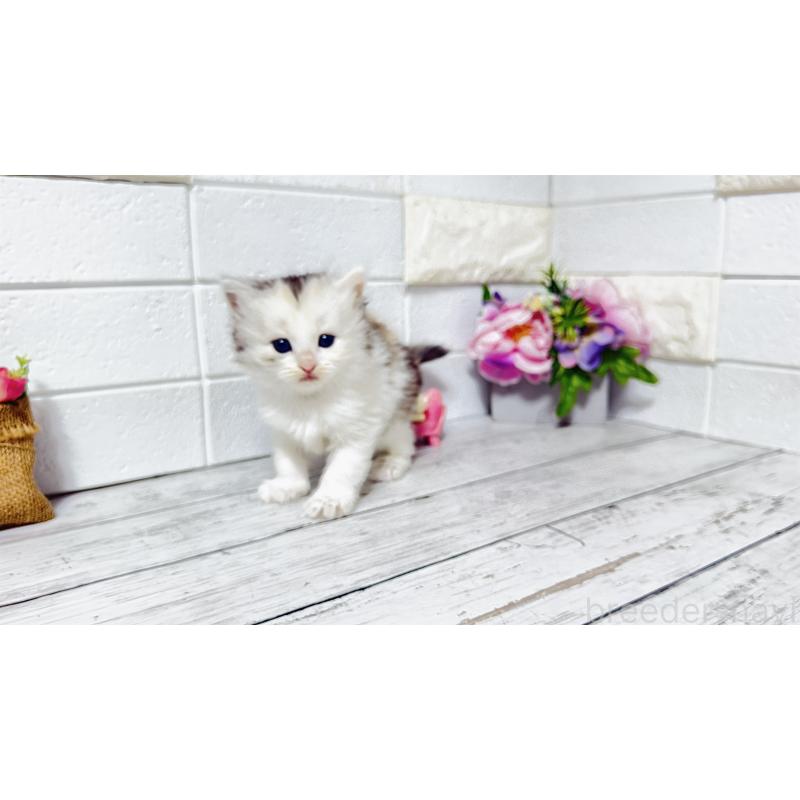 販売中の埼玉県のミヌエット-130807の3枚目