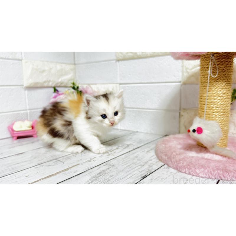 販売中の埼玉県のミヌエット-130807の2枚目