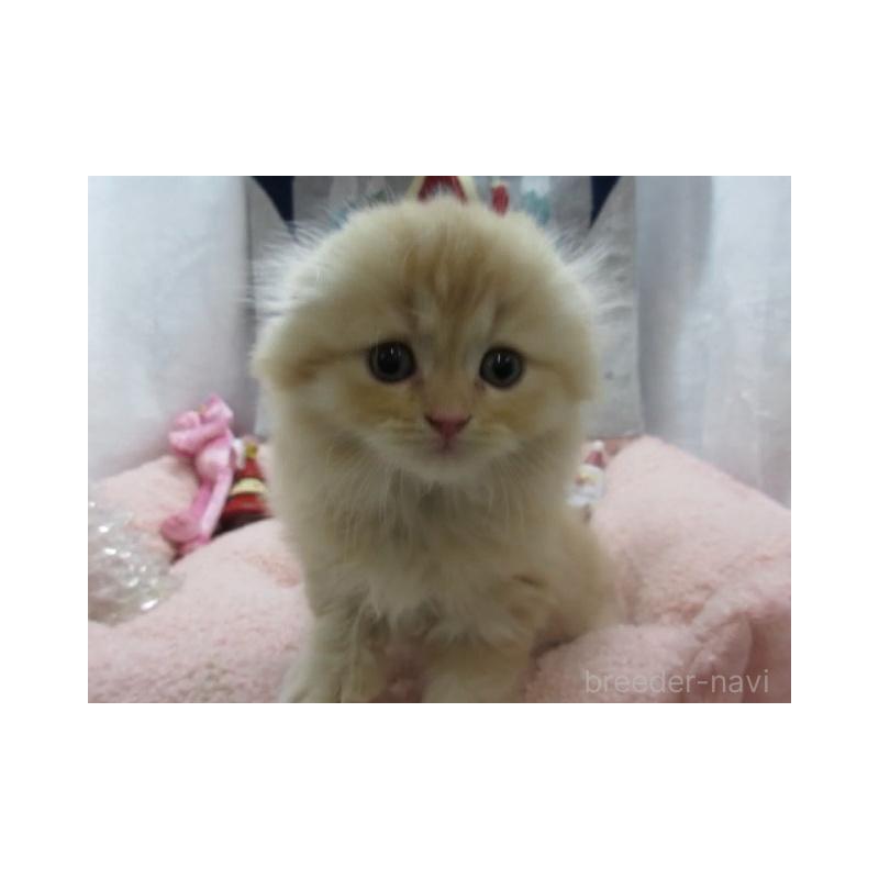 販売中の神奈川県のスコティッシュフォールド(折れ耳)-130808の1枚目