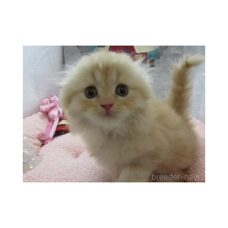 販売中の神奈川県のスコティッシュフォールド(折れ耳)-130808の6枚目