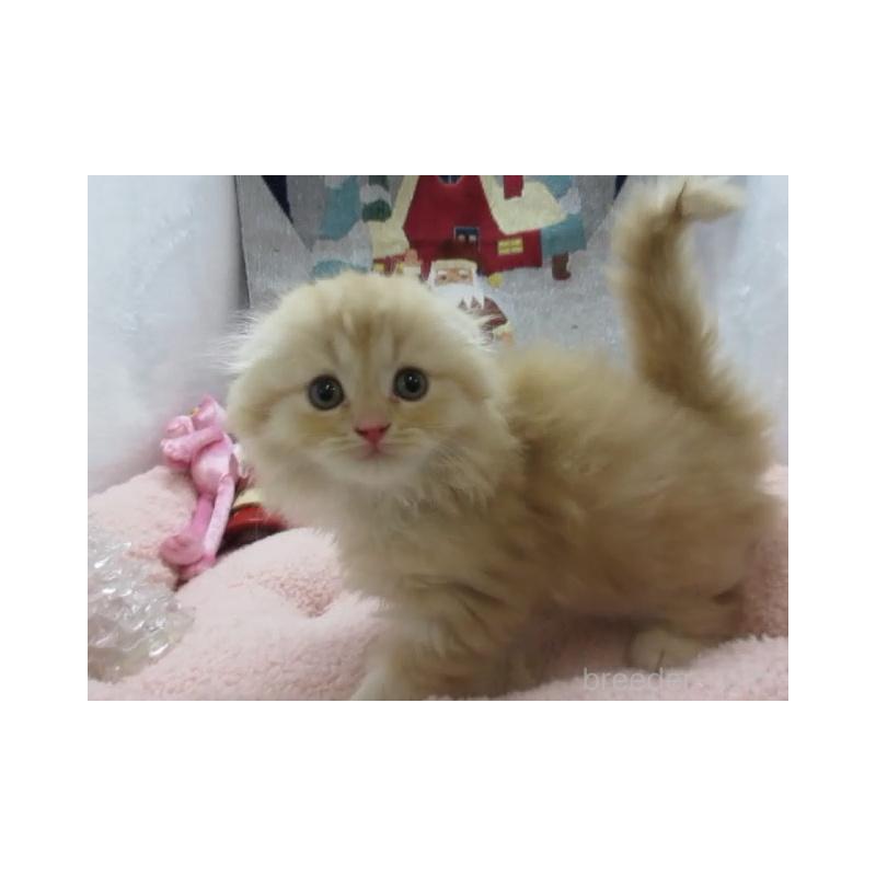 販売中の神奈川県のスコティッシュフォールド(折れ耳)-130808の4枚目