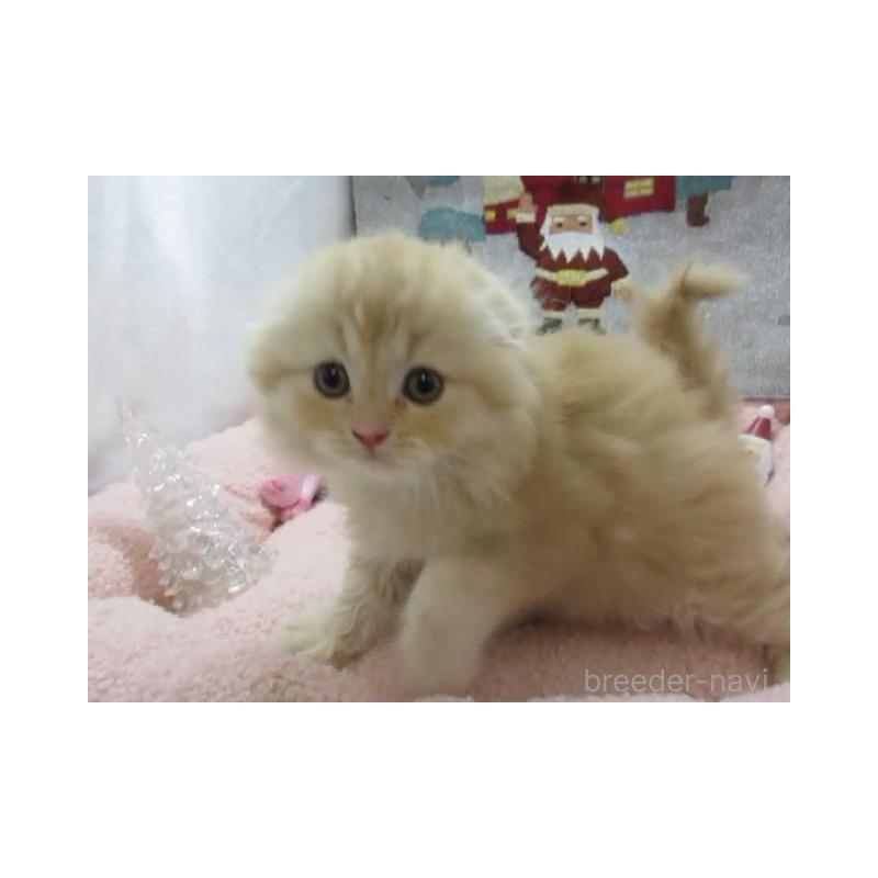 販売中の神奈川県のスコティッシュフォールド(折れ耳)-130808の3枚目