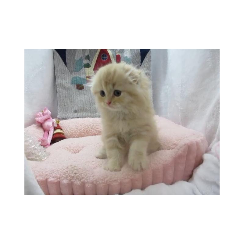 販売中の神奈川県のスコティッシュフォールド(折れ耳)-130808の2枚目