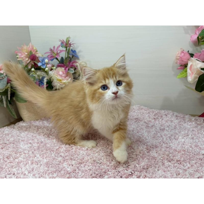 販売中の東京都のラガマフィン-130809の5枚目