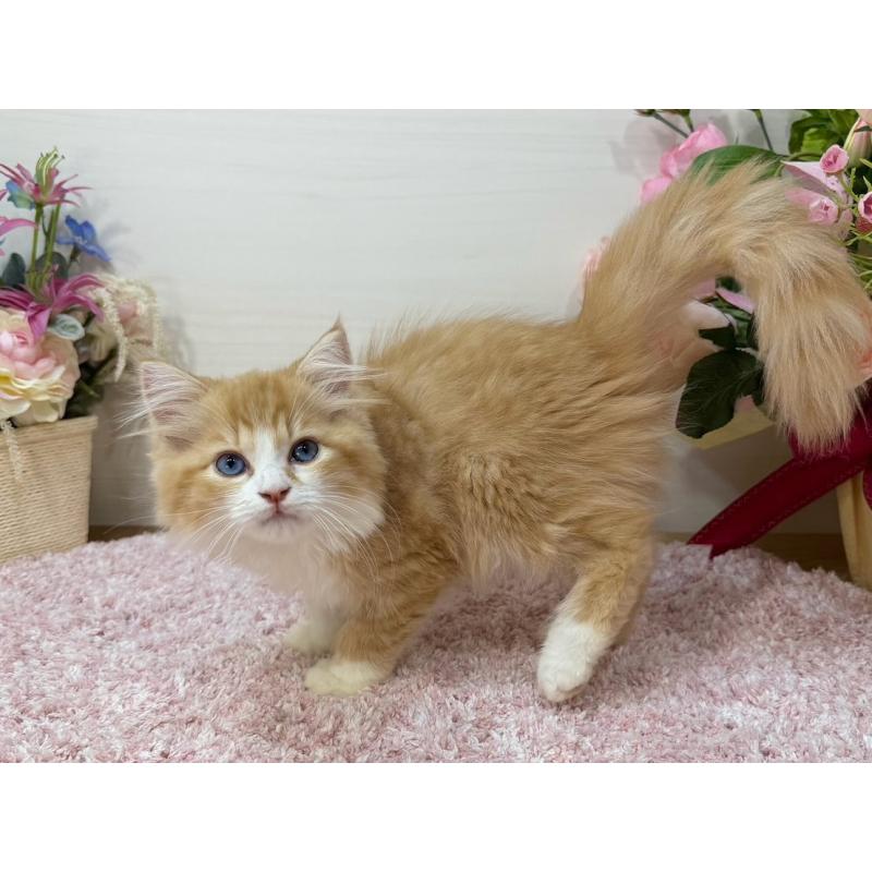 販売中の東京都のラガマフィン-130809の6枚目