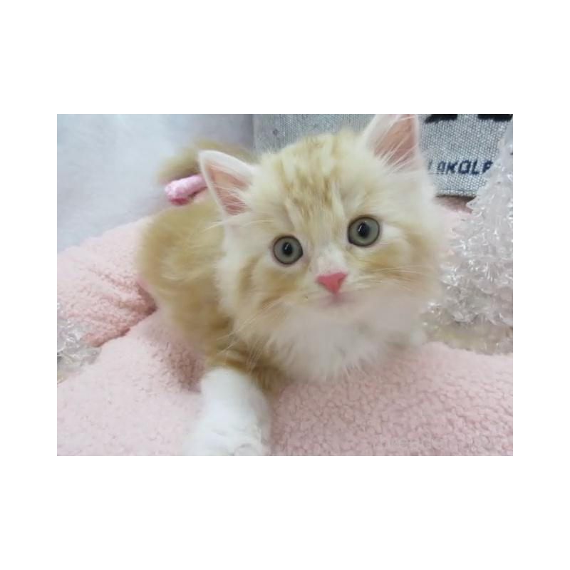 販売中の神奈川県のスコティッシュフォールド-130810