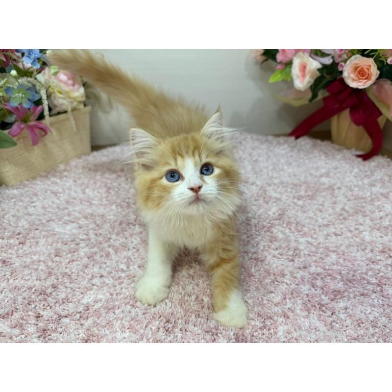 販売中の東京都のラガマフィン-130809の4枚目